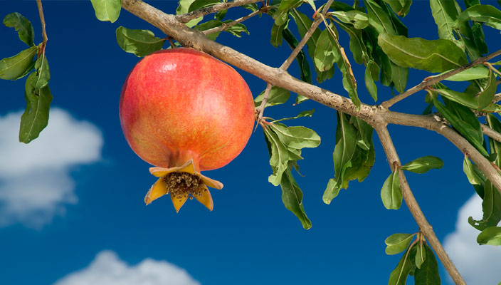 a Pomegranate on a branch