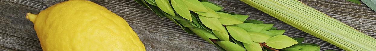 Sukkot banner