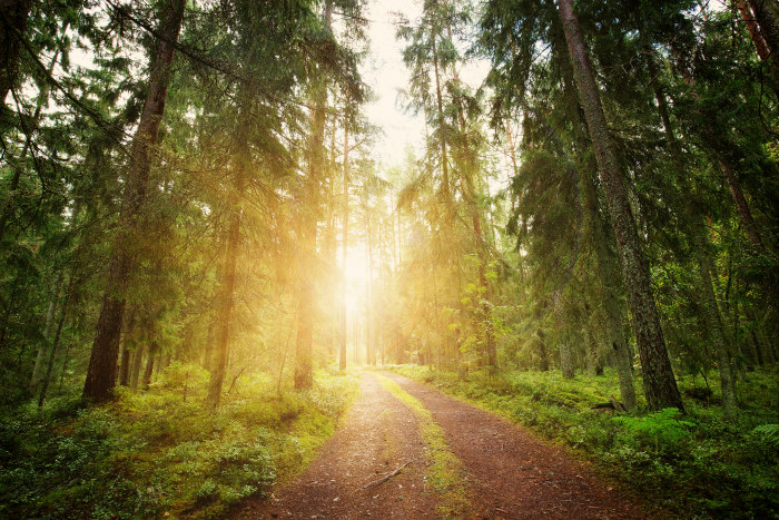 Forest path with light shining through and if elucidating the way