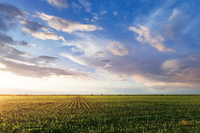 Plowed green wheat field beneath a blue sky and rolling clouds 