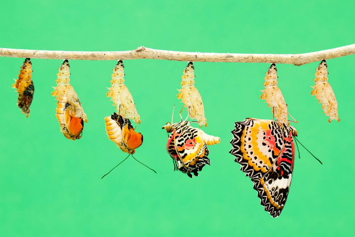 Time lapse image depicting the metamorphosis of caterpillar into a butterfly against a turquoise background 