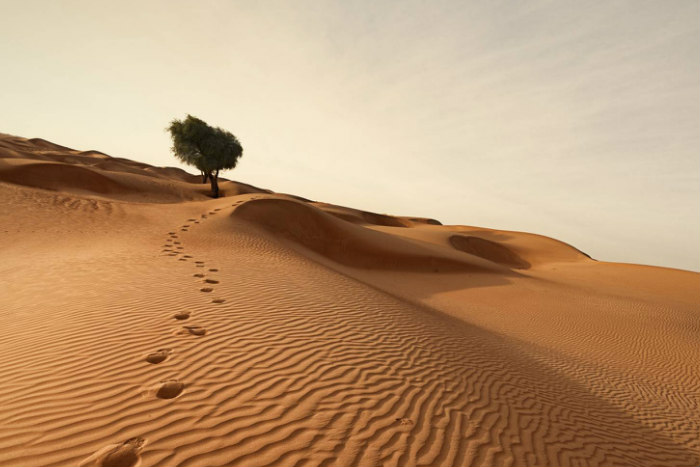 Footsteps in a sand dune headed uphill toward a tree