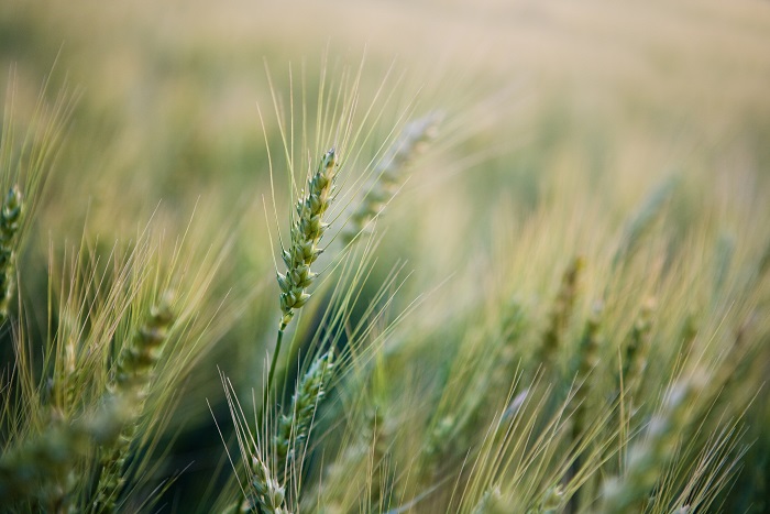 wheat field