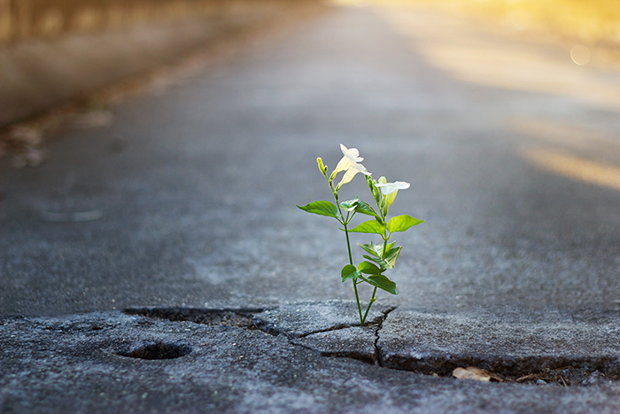 an image of a white flower growing in the crack in the middle of a street
