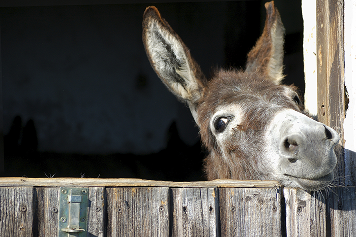an image of a donkey sticking its head out a window in a barn