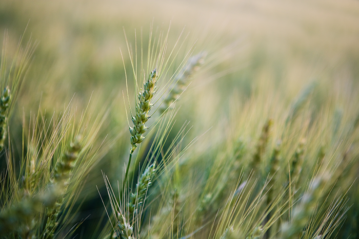 Photo of a field of grass