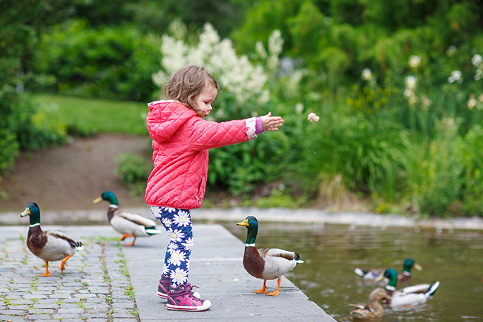 Photo of a young girl wearing a pink jacket feeding ducks next to a pond