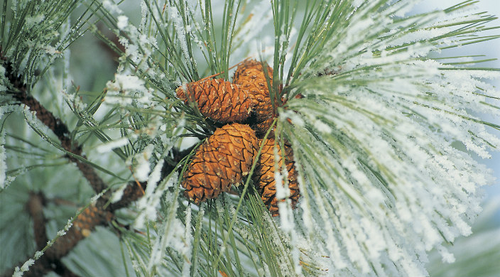 Closeup of a budding pine cone in a pine tree dusted with snow 
