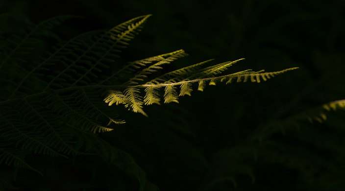 A green leaf hidden in dark shadows 