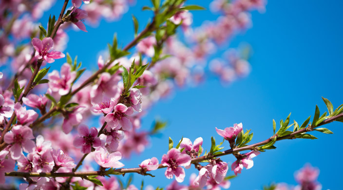 Pink and white blossoms on tree branches