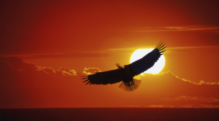 Eagle flying in sky in which sun is setting behind clouds