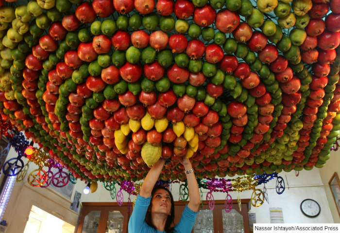 Woman hanging fruit on the ceiling of a sukkah 