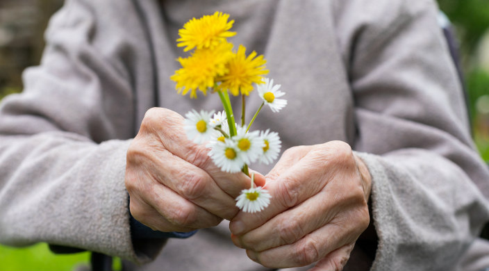 Closeup of the hands of an elderly woman holding a small bouquet of yellow wildflowers 