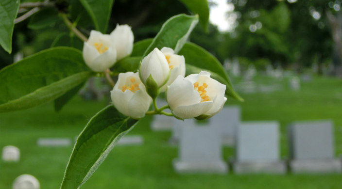 Closeup of flowers blooming on a tree with a blurry view of headstones in the background as if at a cemetery 