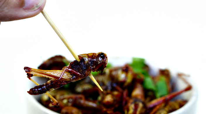 Bowl of fried grasshoppers with one skewered on a long toothpick