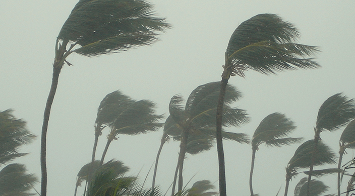 palm trees blowing in a hurricane