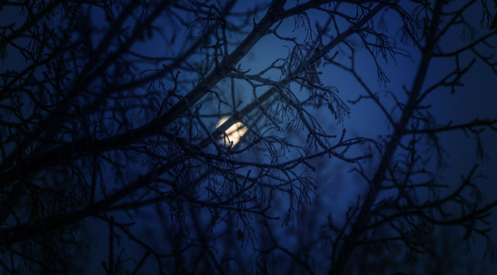 moon through tree branches