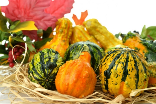 Squash and pumpkins 