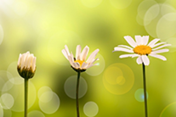 flowers life stock image