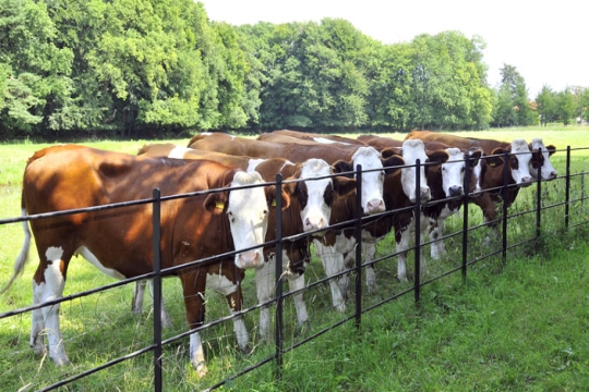 a line of brown cows