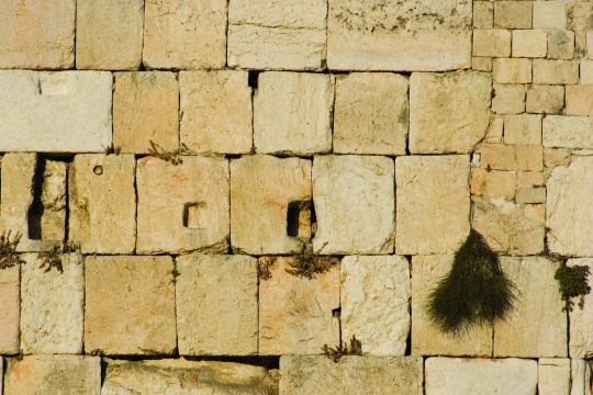 tishah wall