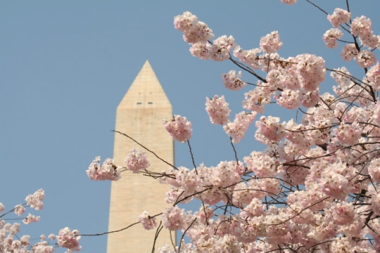 Top of Washington Monument against a blue sky with pink cherry blossoms blooming in the foreground