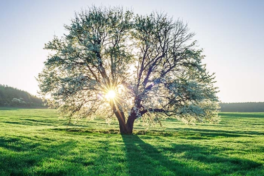 a tree with light behind it