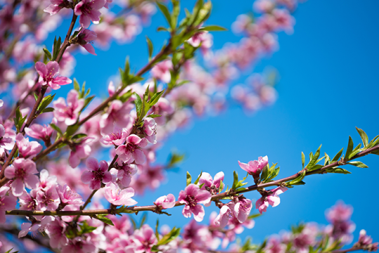 purple flowers and green leaves on a tree