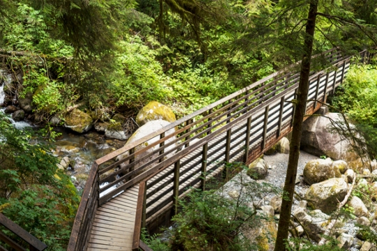 a bridge in nature
