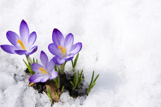 flowers in snow