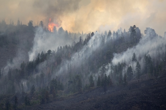 Wildfire Image