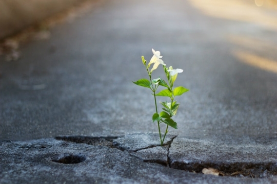 A Prayer for Healing During the High Holy Days