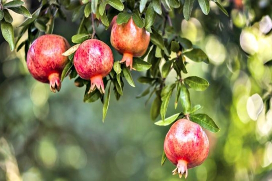 pomegranate tree
