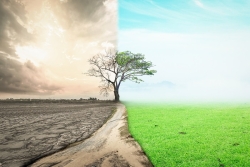tree with leaves and without