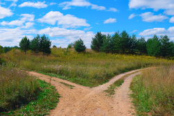 Photo of a walking path that leads in two different directions