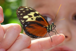 Photo of a butterfly sitting on a little boy's finger with his head in the background