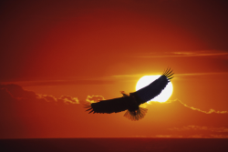 Photo of an eagle flying through the sky with the sun shinning behind