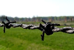 Rusty barbed wire at Auschwitz Birkenau a concentration camp in which victims of the Holocaust were executed. Yom Hashoah commemorates those individuals.