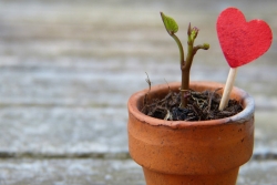 Small bud blooming in a ceramic pot alongside a felt heart on a stick 
