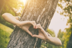 Arms hugging the trunk of a tree with the hands coming together to form a heart shape in front of it