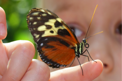 Close-up photo of young child examining butterfly resting on her index finger