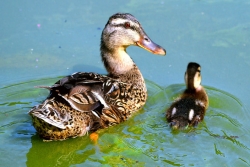 mother and baby duck swimming in water