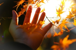 Open palm outstretched to golden fall leaves and sunshine