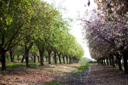 Almond trees in an Israeli orchard
