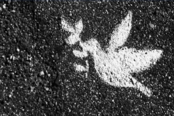 A dove holding an olive branch written in chalk against black pavement
