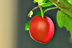 Closeup of a red apple hanging from a tree