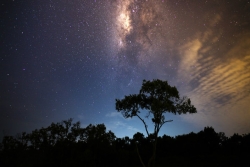 Silhouette of a large tree against a black and purple sky with shimmering stars 