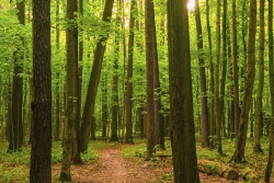 forest of trees