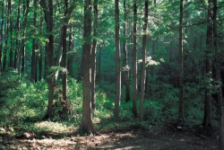 Forest in summer; sun streaming in on tall, full leaf trees