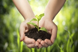 Hands holding a mound of dirt and a small plant 